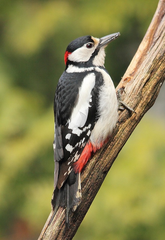 Buntspecht (Dendrocopos major) , männlich