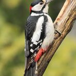 Buntspecht (Dendrocopos major) , männlich