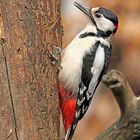 Buntspecht (Dendrocopos major), männlich