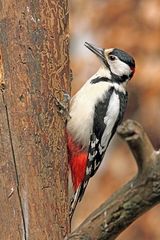 Buntspecht (Dendrocopos major), männlich