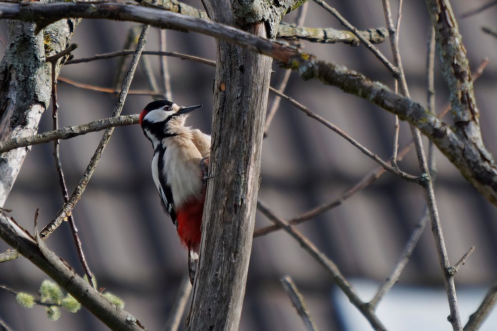 Buntspecht (Dendrocopos major) sucht morsche Äste in einem alten Baum nach Nahrung ab.