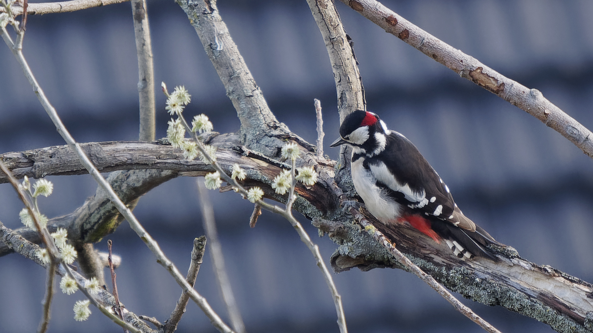 Buntspecht (Dendrocopos major) sucht morsche Äste in einem alten Baum nach Nahrung ab.