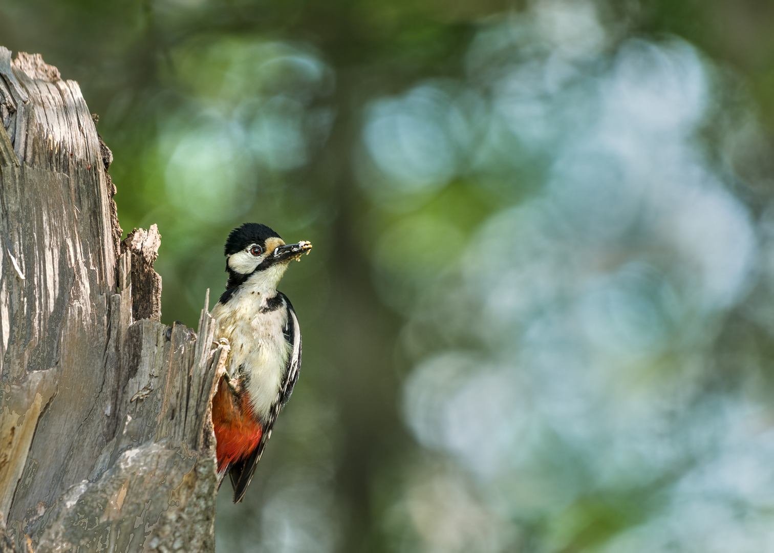 Buntspecht (Dendrocopos major, Syn.: Picoides major)