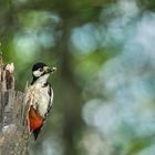 Buntspecht (Dendrocopos major, Syn.: Picoides major)