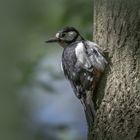   Buntspecht (Dendrocopos major, Syn.: Picoides major)