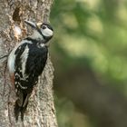 Buntspecht (Dendrocopos major, Syn.: Picoides major) 