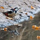 Buntspecht  (Dendrocopos major, Syn.: Picoides major) beim Trinken 