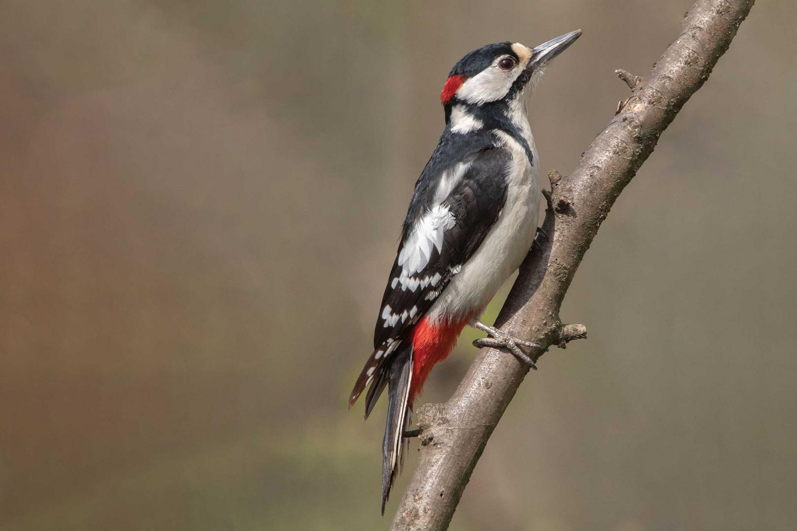 Buntspecht (Dendrocopos major, Syn. Picoides major)