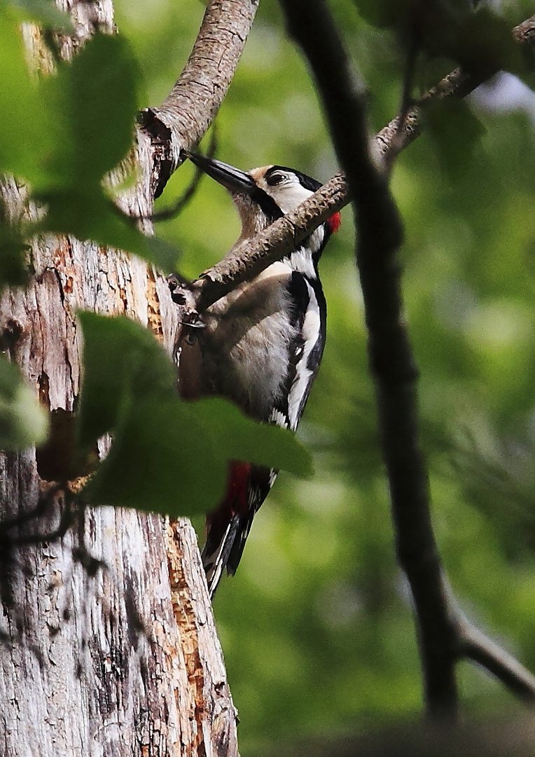 Buntspecht (Dendrocopos major, Syn.: Picoides major)