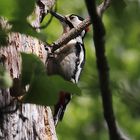 Buntspecht (Dendrocopos major, Syn.: Picoides major)