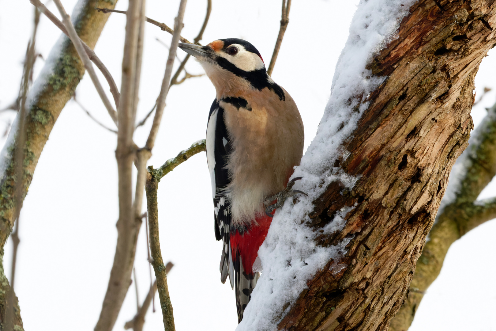 Buntspecht  (Dendrocopos major, Syn.: Picoides major) im Winter