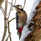 Buntspecht  (Dendrocopos major, Syn.: Picoides major) im Winter