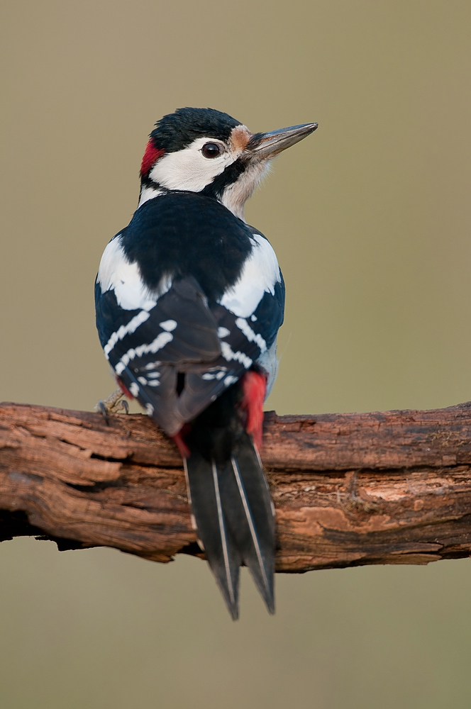 Buntspecht (Dendrocopos major) - the show must go on II