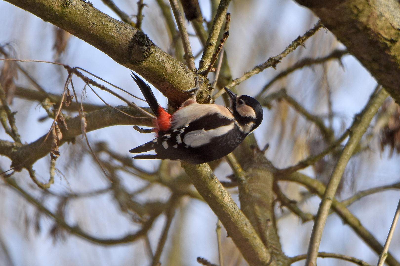 Buntspecht (Dendrocopos major) Weibchen