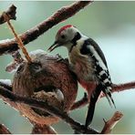 Buntspecht (Dendrocopos medius)