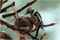 Buntspecht (Dendrocopos medius)