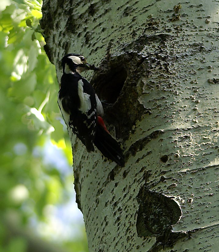 Buntspecht (Dendrocopus major)