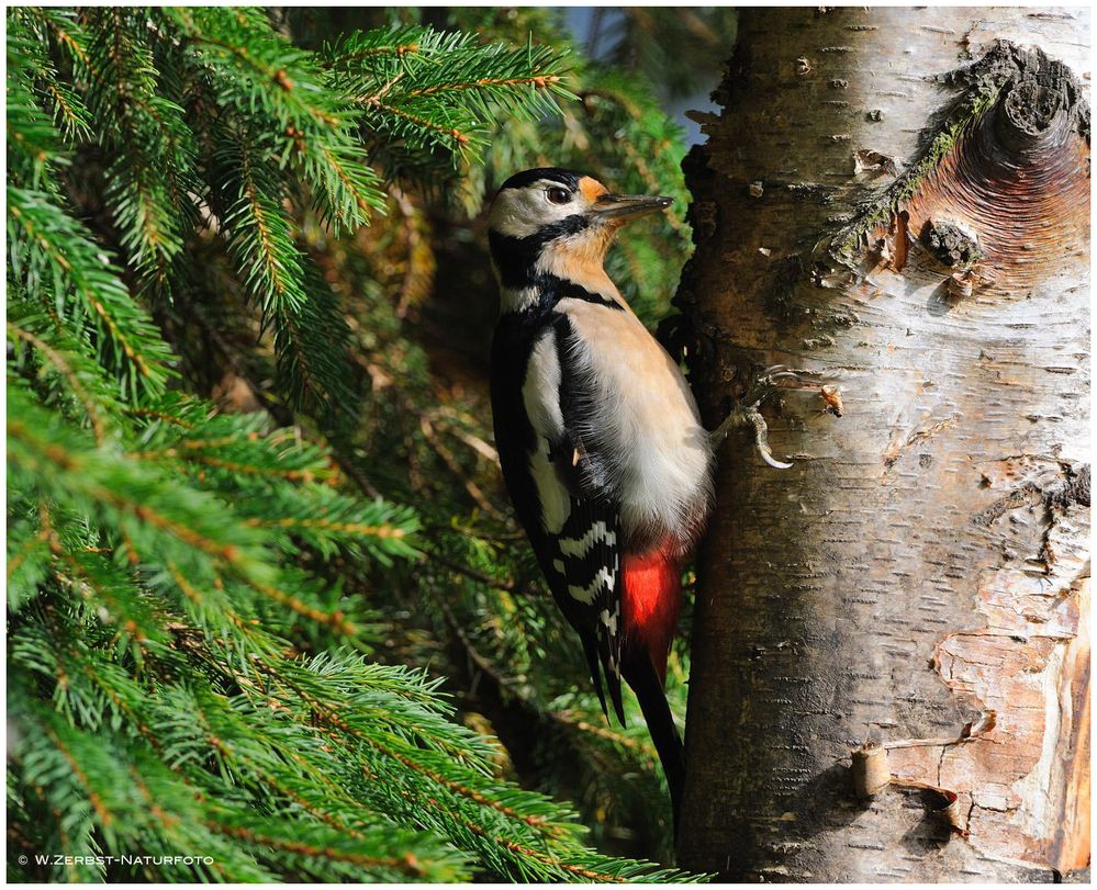 --- Buntspecht --- ( Dendrocopus major )