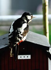 Buntspecht (Dendrocopus major)