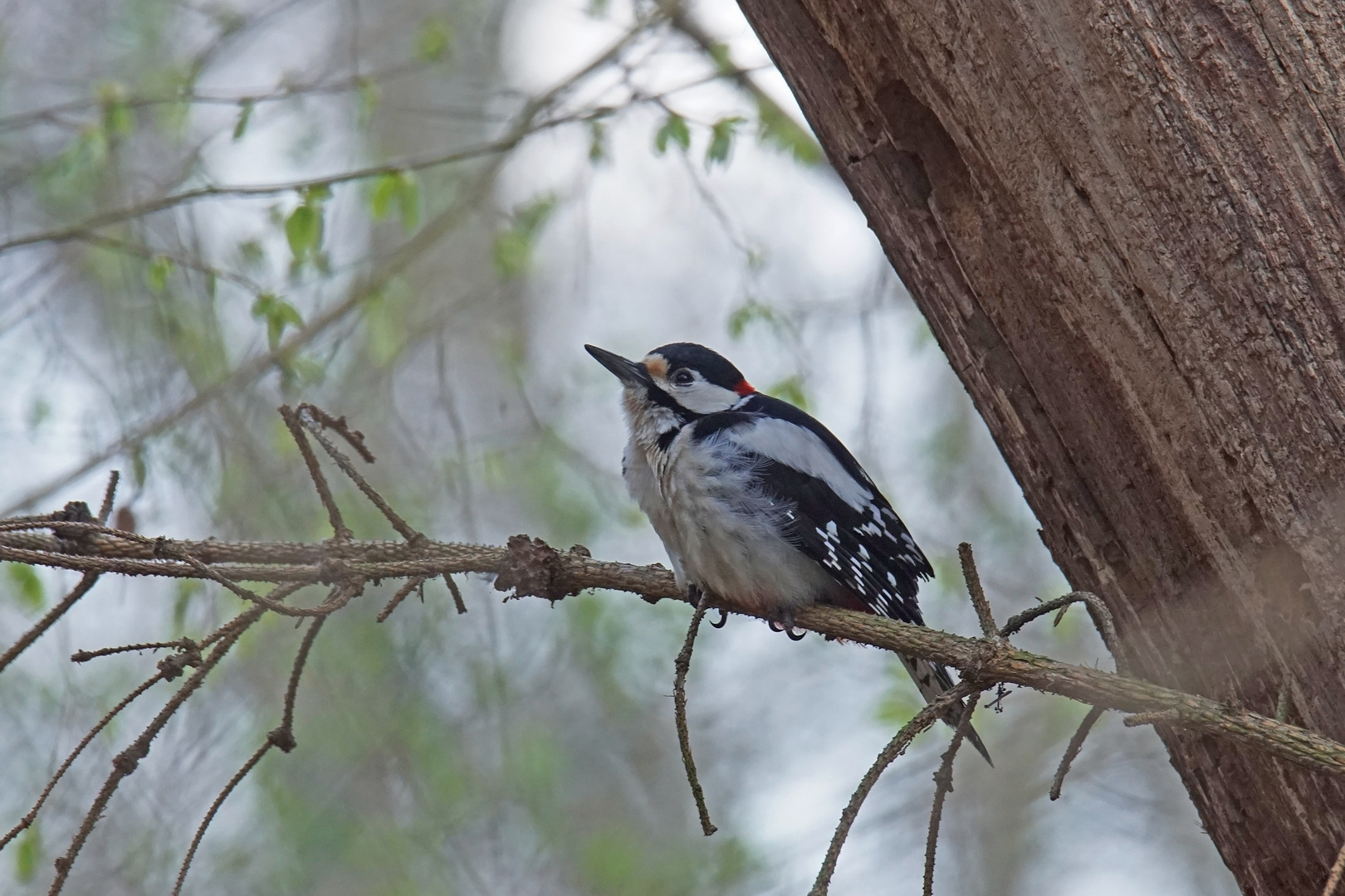 Buntspecht (Dendrocopus major), Männchen