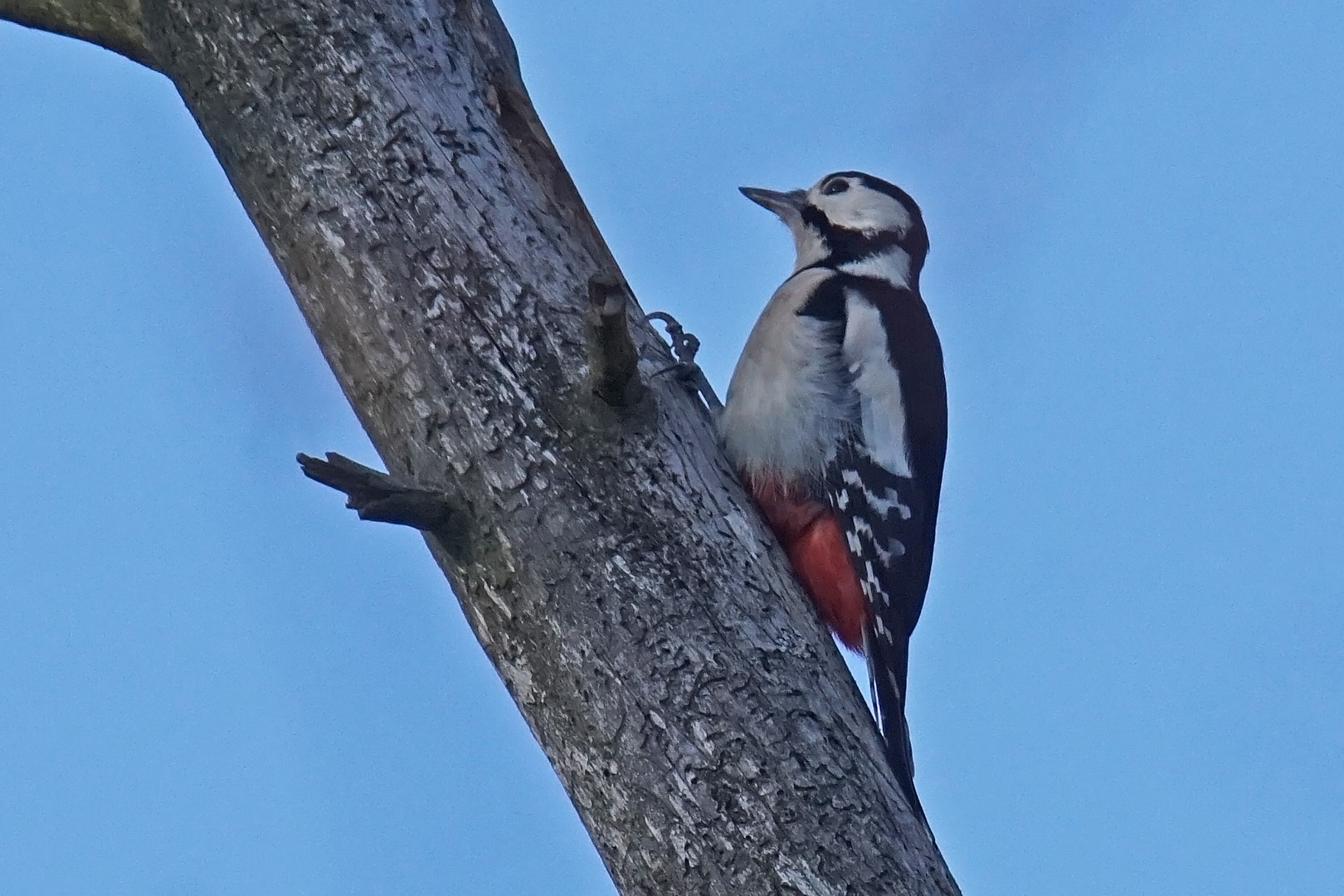 Buntspecht (Dendrocopus major), Weibchen