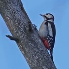 Buntspecht (Dendrocopus major), Weibchen