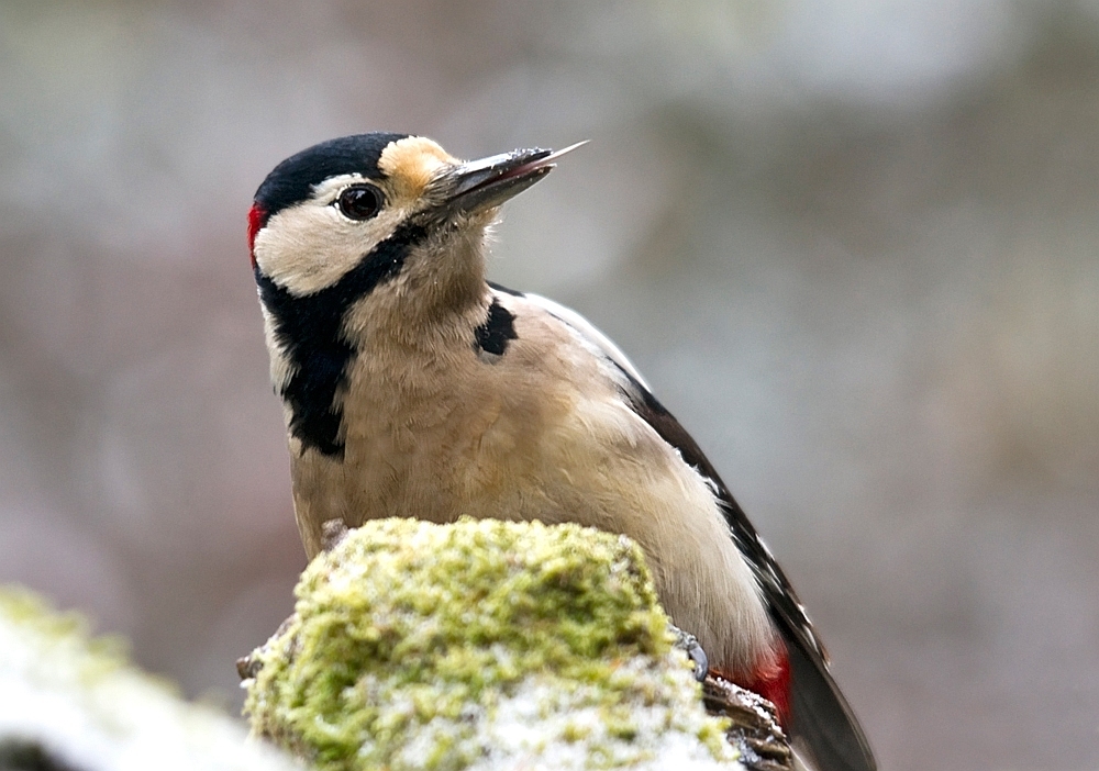 Buntspecht der II