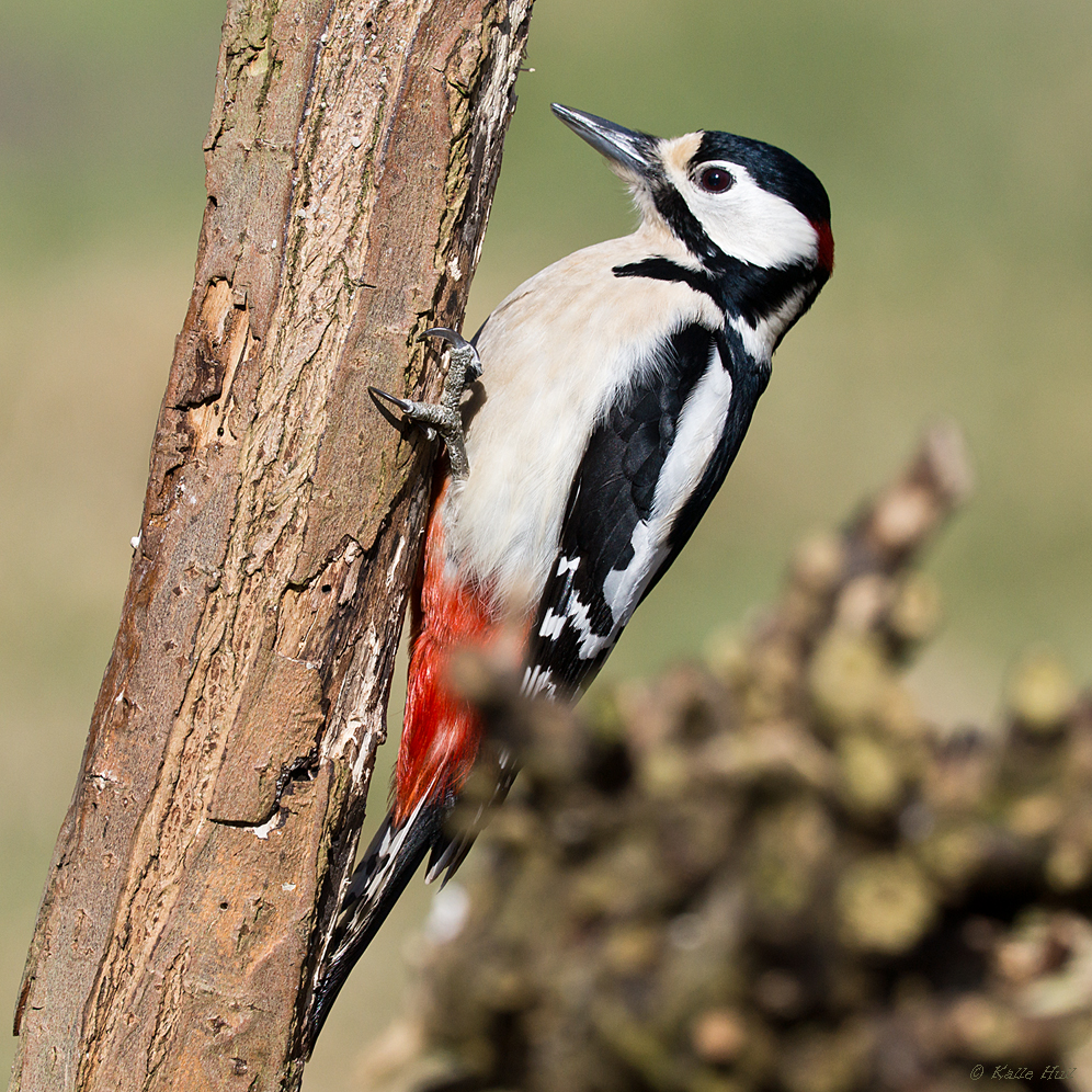 &hellip;Buntspecht&hellip; Foto & Bild | tiere, wildlife, wild lebende vögel