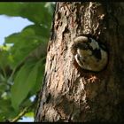 Buntspecht-Entsorgungsvogel