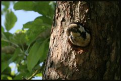 Buntspecht-Entsorgungsvogel