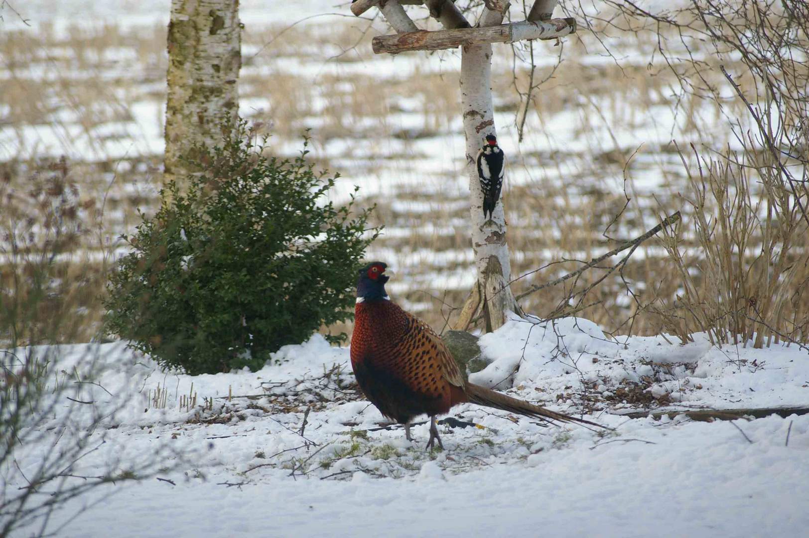 Fasan Im Garten Fasane Halten Steckbrief Haltung