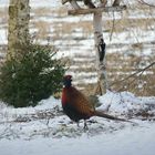 Buntspecht & Fasan im Garten