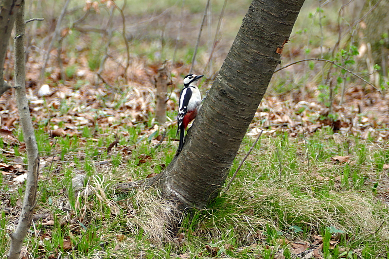 Buntspecht - flink