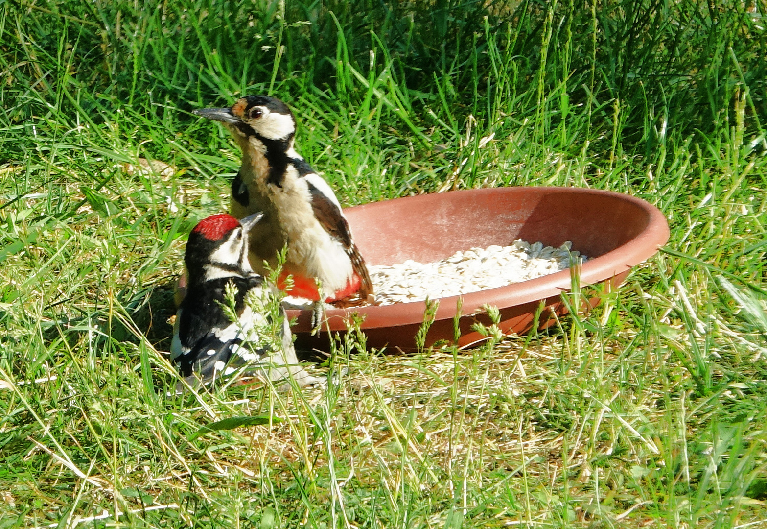 Buntspecht füttert seinen Jungvogel mit Haferflocken.