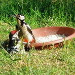 Buntspecht füttert seinen Jungvogel mit Haferflocken.