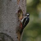 Buntspecht Fütterung