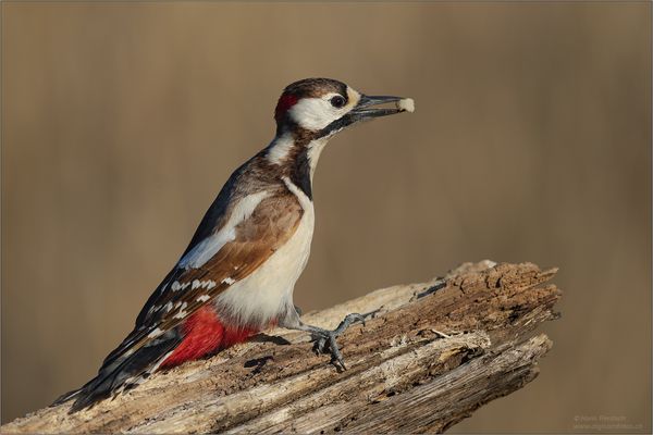 Buntspecht geniesst die Sonne 