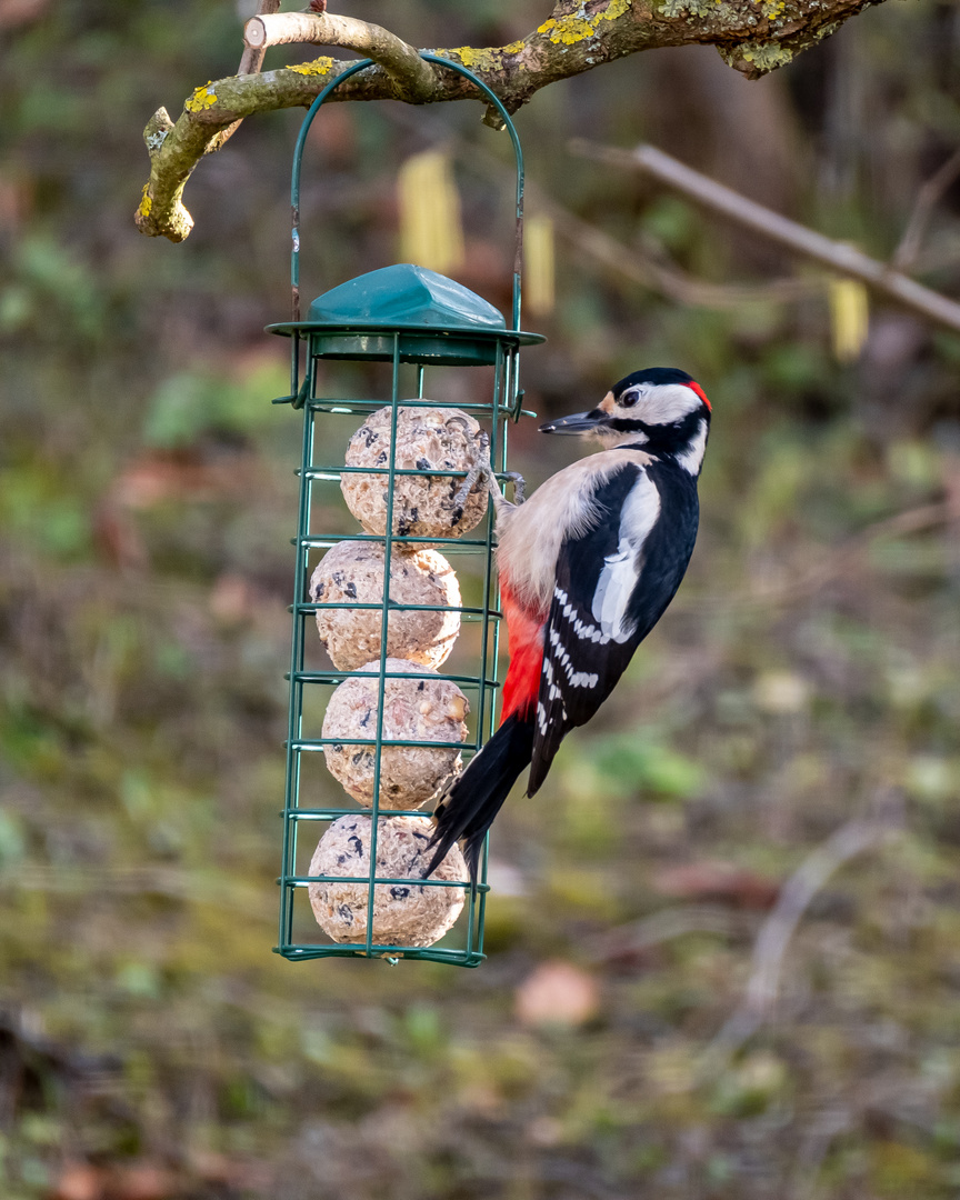 Buntspecht heute zu Besuch