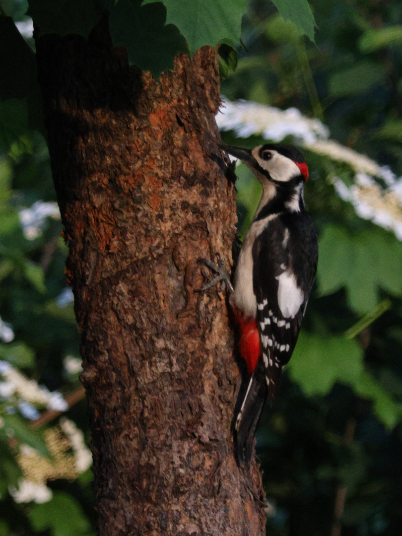 Buntspecht im Abendlicht