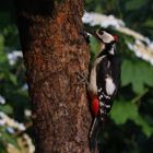 Buntspecht im Abendlicht