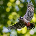 Buntspecht im Anflug