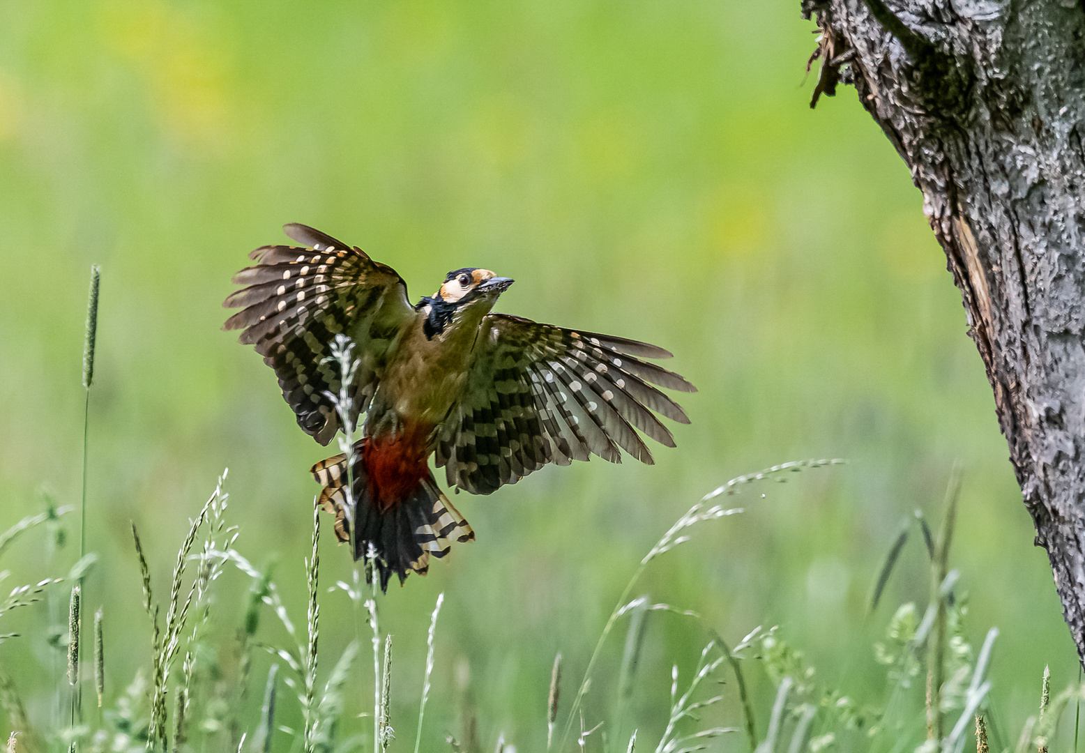 Buntspecht im Anflug ...