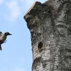 Buntspecht im Anflug auf sein Nest