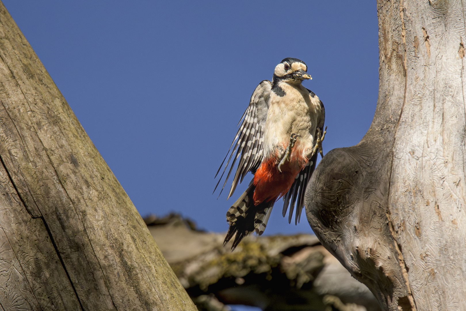 Buntspecht im Anflug