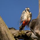 Buntspecht im Anflug