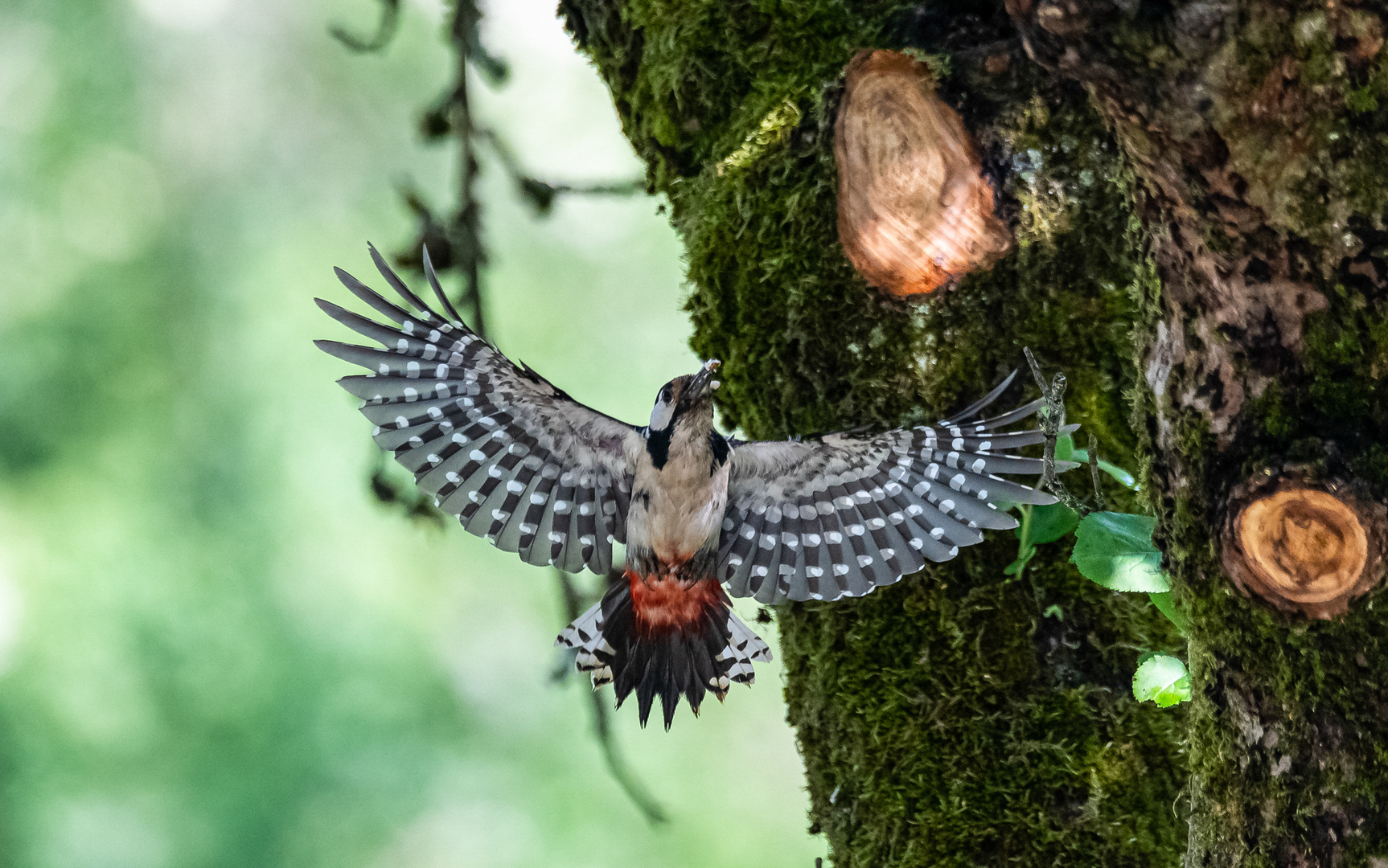 Buntspecht im Anflug ...