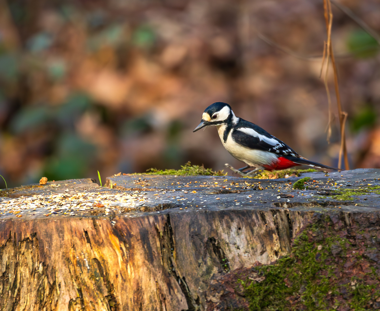 Buntspecht im Anflug zum Futterplatz