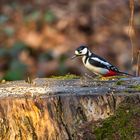 Buntspecht im Anflug zum Futterplatz