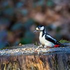 Buntspecht im Anflug zum Futterplatz