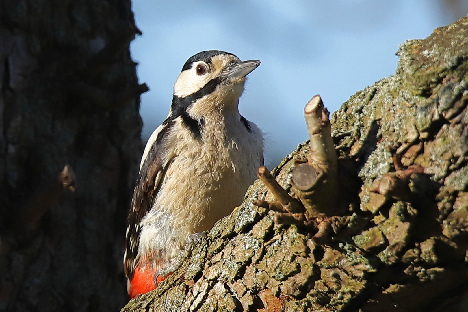 Buntspecht im Birnenbaum